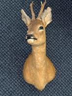 Taxidermie - Fraaie kop ree op schild, Verzamelen, Dierenverzamelingen, Ophalen of Verzenden, Zo goed als nieuw, Wild dier, Opgezet dier