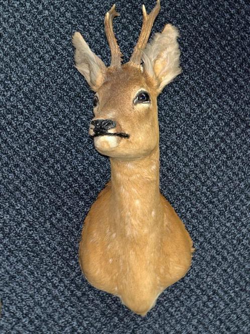 Taxidermie - Fraaie kop ree op schild, Verzamelen, Dierenverzamelingen, Zo goed als nieuw, Opgezet dier, Wild dier, Ophalen of Verzenden
