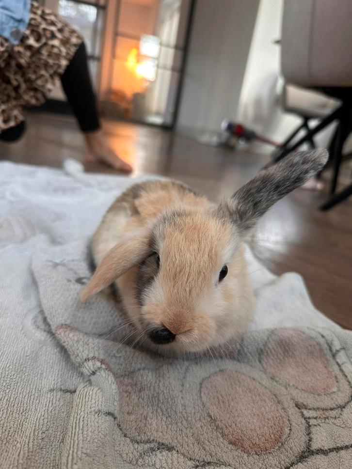 Twee schattige hangoorkonijnen (buiten) - ram en voedster, Dieren en Toebehoren, Konijnen, Dwerg, Meerdere dieren, 0 tot 2 jaar