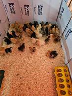 50 gesekste {hennetjes} cochin kriel kuikentjes in één koop!, Dieren en Toebehoren, Pluimvee, Vrouwelijk, Kip