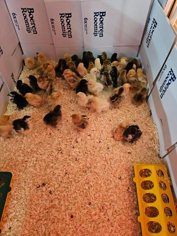 50 gesekste {hennetjes} cochin kriel kuikentjes in één koop! beschikbaar voor biedingen