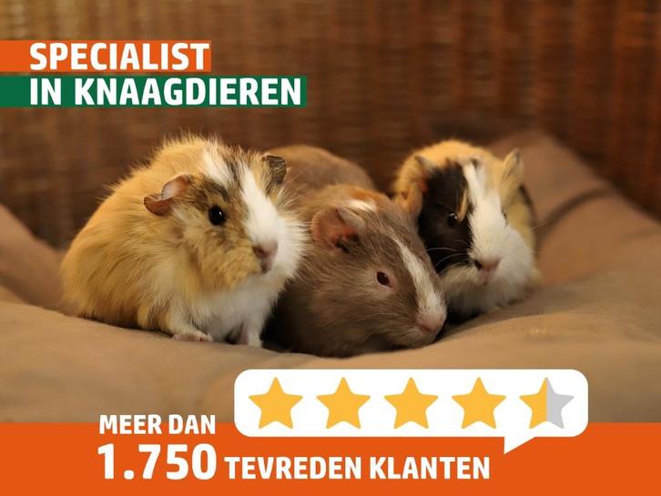 Lieve jonge cavia's | Beertjes en zeugen | Veel keuze!, Dieren en Toebehoren, Knaagdieren, Meerdere dieren, Cavia, September