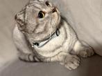 Scottish Fold kater, Dieren en Toebehoren, Kater, Gechipt, 0 tot 2 jaar