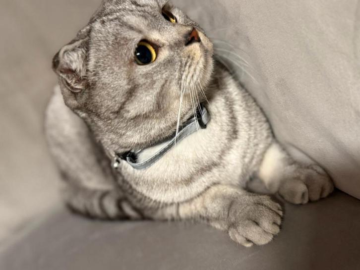 Scottish Fold kater, Dieren en Toebehoren, Katten en Kittens | Raskatten | Korthaar, Kater, 0 tot 2 jaar, Gechipt, Ontwormd, Ingeënt