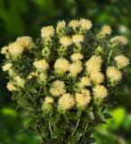 Carthamus Lemon lime zaden, Ophalen of Verzenden, Voorjaar, Volle zon, Zaad