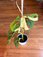 Mooie Monstera adansonii variegata plant 1, Huis en Inrichting, Kamerplanten, Ophalen of Verzenden, Overige soorten, Minder dan 100 cm