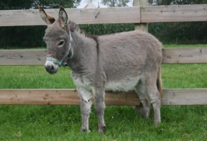 Mini ezel merrie gezocht, Dieren en Toebehoren, Overige Dieren, Meerdere dieren, Januari