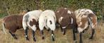 Bonte dekrammen, Dieren en Toebehoren, Mannelijk, Schaap, 0 tot 2 jaar