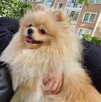 Pomeranian - Pomeriaan Dekreu ️- NIET TE KOOP️, Dieren en Toebehoren, Honden | Dekreuen, Particulier, Rabiës (hondsdolheid), Buitenland