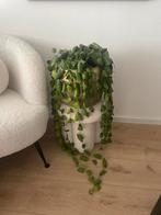 Mooie plant (Platyphylla Dischidia) met gouden pot, 25 tot 40 cm, Rond, Binnen, Ophalen of Verzenden