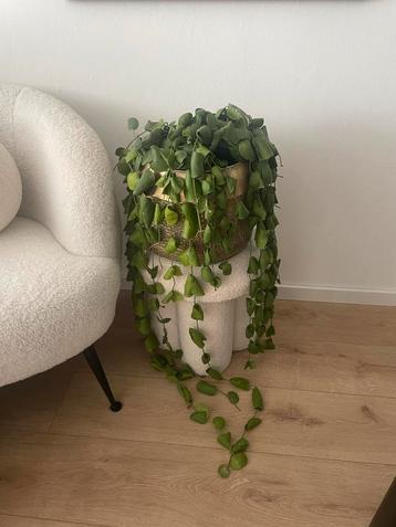 Mooie plant (Platyphylla Dischidia) met gouden pot beschikbaar voor biedingen