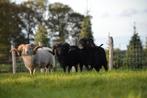 Ouessant rammen te huur, Dieren en Toebehoren, Schapen, Geiten en Varkens, Mannelijk, Schaap