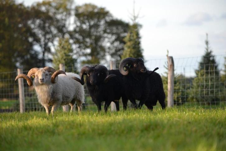 Ouessant rammen te huur, Dieren en Toebehoren, Schapen, Geiten en Varkens, Schaap, Mannelijk