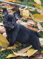 franse bulldog puppys reutje isabella fluffy carrier, Dieren en Toebehoren, Honden | Bulldogs, Pinschers en Molossers, Rabiës (hondsdolheid)