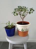 Tree of love plant en Graslelie incl. Bloempot., Ophalen, Halfschaduw, Minder dan 100 cm