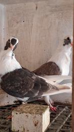 Barbarisi,   koppel, Meerdere dieren, Overige soorten