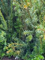 Taxus voor de haag, Ophalen, Bloeit niet, Overige soorten, Volle zon