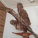 Opgezette buizerd taxedermi, Ophalen