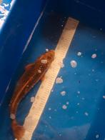 Koi karper bruin 40 a 45 cm, Dieren en Toebehoren, Vissen | Vijvervissen, Karper of Koi