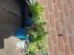 Sedum, hemelsleutelbloem, Volle zon, Vaste plant, Herfst, Ophalen