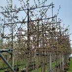 Leiplataan | Platanus 'Minaret', Tuin en Terras, Planten | Bomen, Ophalen, Overige soorten