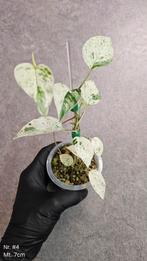 Epipremnum Pinnatum Hanoman Sp Bali - Div. maten, Ophalen of Verzenden, Overige soorten, Minder dan 100 cm