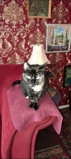 Baasje gezocht voor schildpad poesje, Dieren en Toebehoren, Katten en Kittens | Overige Katten, Poes, Kortharig, 0 tot 2 jaar