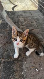 Poes 8 weken, Dieren en Toebehoren, Katten en Kittens | Overige Katten, Poes