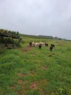 Ram en ooi lammeren Tekoop, Meerdere dieren, Schaap, 0 tot 2 jaar