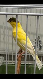 Man 2024, Dieren en Toebehoren, Vogels | Kanaries, Mannelijk