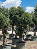 Olijfbomen ,,PROMO” Pompon Bola 150liter pot 275cm, 100 tot 250 cm, Olijfboom, Zomer, Ophalen