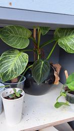Philodendron Birkin in pot, Ophalen, Overige soorten, Minder dan 100 cm