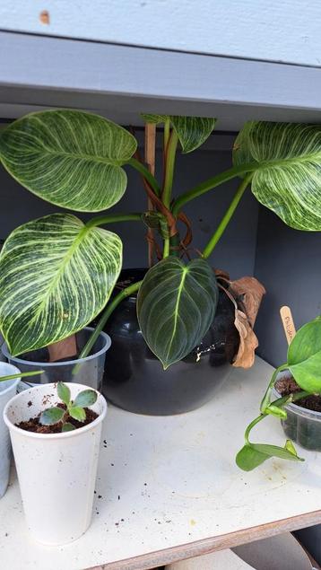 Philodendron Birkin in pot beschikbaar voor biedingen