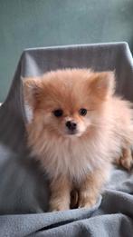 IK BEN LIEF EN MOOI EN IK  MAG OOK NAAR EEN  EIGEN BAASJE., Dieren en Toebehoren, Honden | Poolhonden, Keeshonden en Oertypen