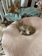 Te koop kittens kruising Britse korthaar X Noorse Boskat, Dieren en Toebehoren, Katten en Kittens | Raskatten | Korthaar, Meerdere dieren