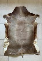 Huid / vacht / kleed (waarschijnlijk Koedoe) uit Zuid-Afrika, Ophalen, 100 tot 150 cm, 50 tot 100 cm, Zo goed als nieuw
