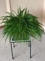 Mooie grote varen 90cm - Vaste Plant voor Binnen, Tuin en Terras, Planten | Tuinplanten, Ophalen, Vaste plant, Varens, Bloeit niet