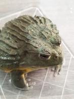 1.0. Pyxicephalus adspersus NK 2020, Dieren en Toebehoren, Reptielen en Amfibieën, Amfibie, 0 tot 2 jaar