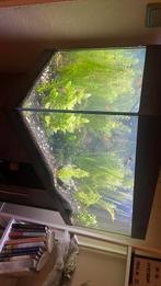 Mooi aquarium met meubel, Ophalen, Zo goed als nieuw, Gevuld zoetwateraquarium