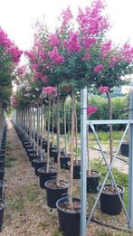Lagerstroemia indica Rosea / roze bloemen / hoogstam ‼️, Tuin en Terras, Planten | Bomen, In pot, Zomer, Volle zon, 250 tot 400 cm