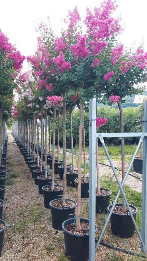 Lagerstroemia indica Rosea / roze bloemen / hoogstam ‼️, Tuin en Terras, Planten | Bomen, Bolboom, 250 tot 400 cm, Volle zon, Zomer