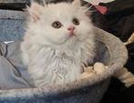 Perzische kitten poesje, Dieren en Toebehoren, Kater, Ontwormd, 0 tot 2 jaar