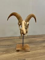 Houten schedel steenbok, Ophalen, Nieuw, Schedel
