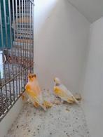 Koppel Harlekijn kanaries, Meerdere dieren, Kleurkanarie