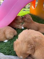 Nova scotia duck tolling retriever, Nederland, Overige rassen, 8 tot 15 weken, CDV (hondenziekte)