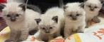 Siamees kittens ( 1 kitten over)!!, Dieren en Toebehoren, Katten en Kittens | Overige Katten, Meerdere dieren, Langharig, 0 tot 2 jaar
