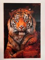 Glazen Tijger Schilderij - Topstaat!, Huis en Inrichting, Ophalen, Zo goed als nieuw, Schilderij, 50 tot 75 cm