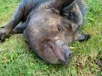 Kunekune stamboek zeug, Dieren en Toebehoren, Schapen, Geiten en Varkens