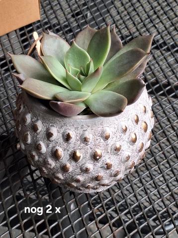 Vetplanten in stenen potje beschikbaar voor biedingen