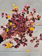 Oxalis Pink Vulcanicola p10, meerdere vergelijkbare exemplar, Huis en Inrichting, Kamerplanten, Ophalen of Verzenden, Overige soorten